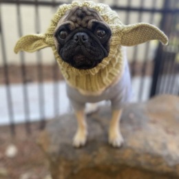 Congratulations to the 3 winners of our Halloween Costume Contest 🎉 Benny- Baby Yoda Chiwy- The Dinosaur 🦖 Peacock 🦚  Thank you all for participating! Please come by the leasing office tomorrow 10/28 to pick up your prizes 🎁 *wear your costume for an extra treat 🦴